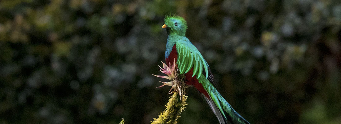 oiseau dans une forêt