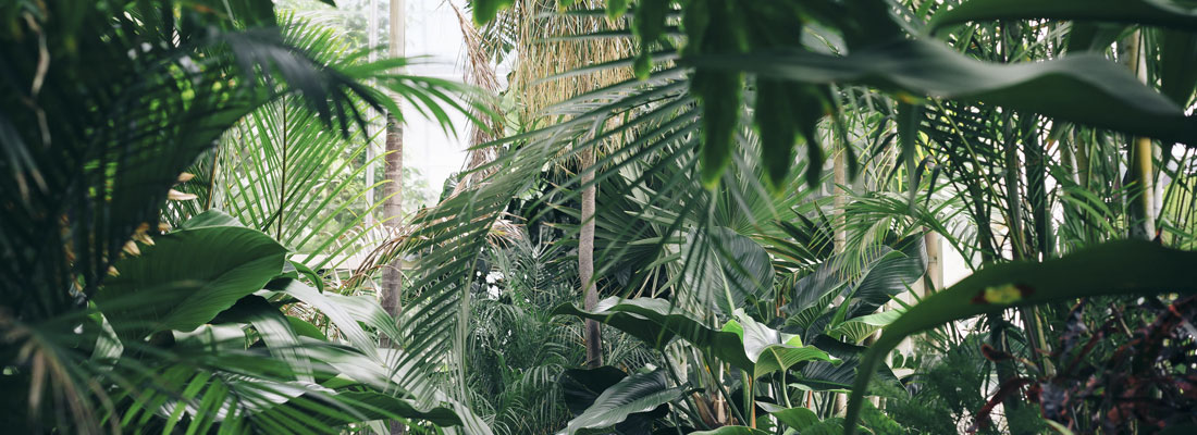forêt humide (jungle)
