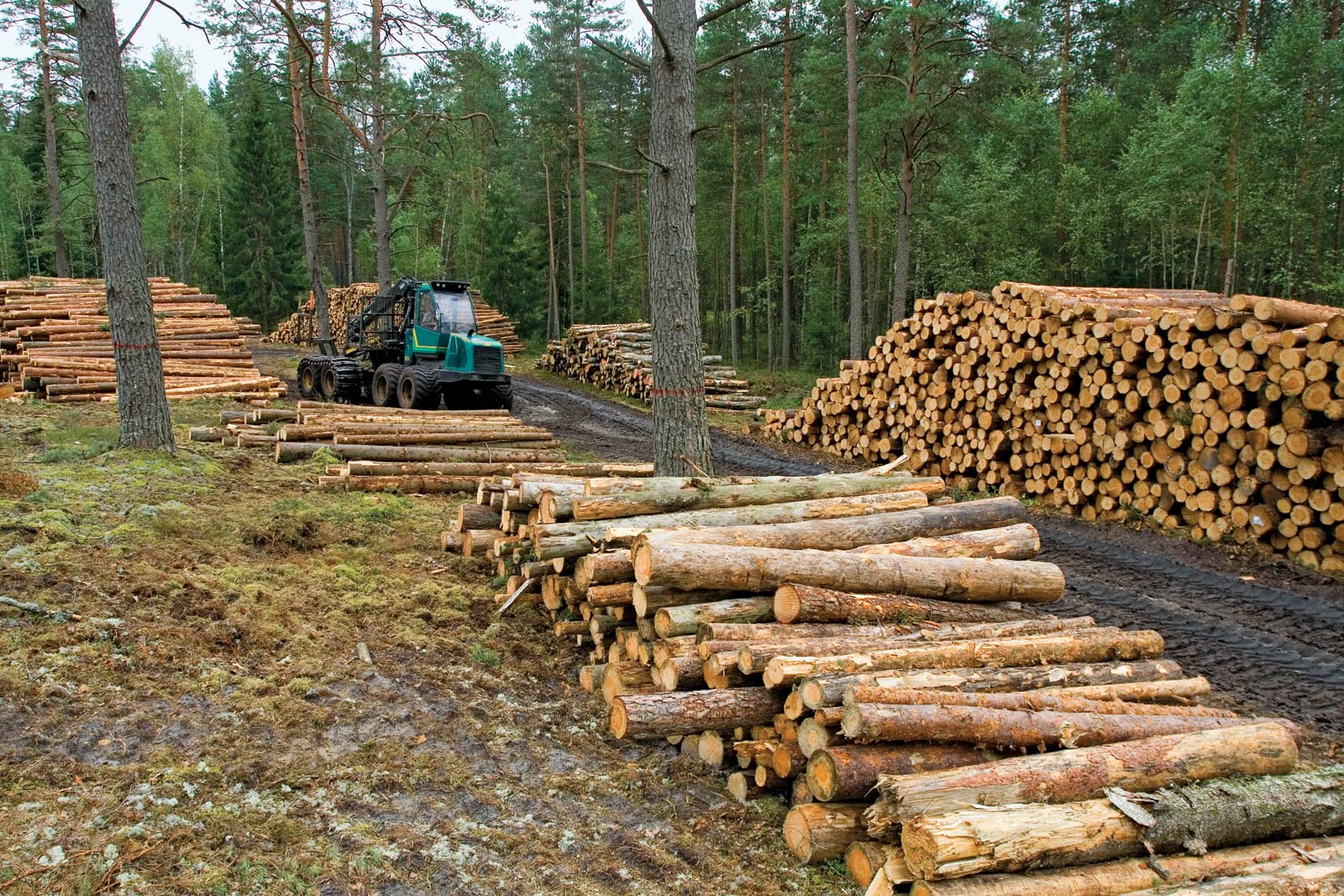 Lumber-piles