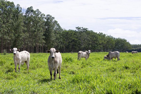 0304 DDP AMAZONTWO cattle