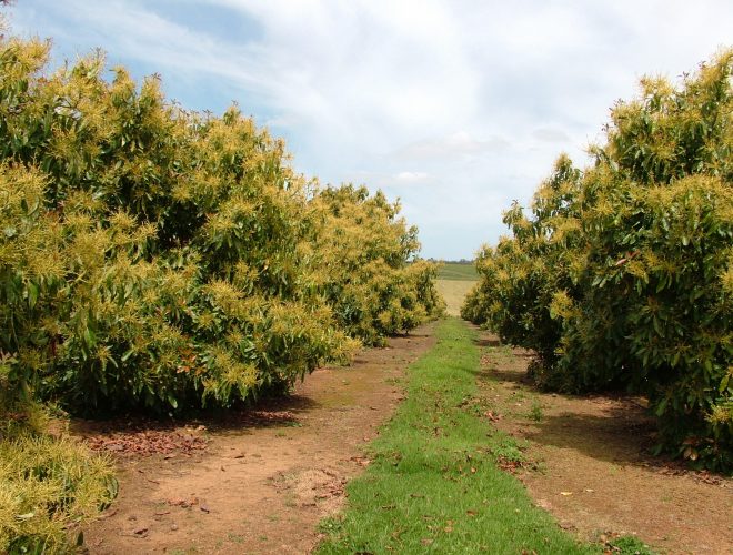 Avocado trees in flower late