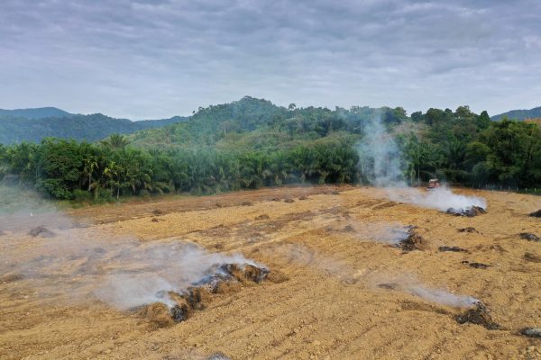 Rain forest land burned to make way for palm oil plantations. Deforestation environmental problem