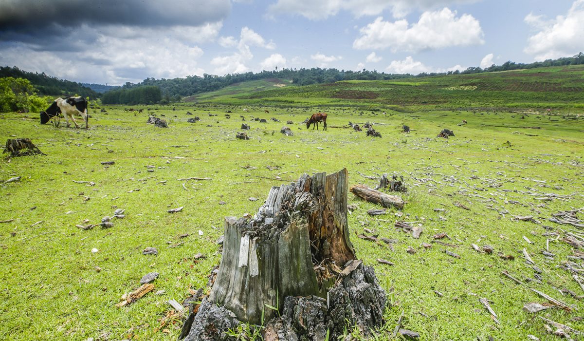 Cut trees in Lembus forest in Eldama Ravine, Baringo County, Kenya. September 6, 2019