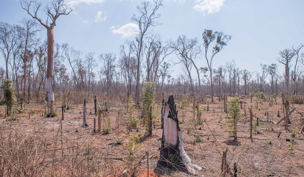 Charred trees remain after illegal deforesters have burned a section of Menabe forest, one of Madagascar’s last remnants of dry forest on the Western coast of Madagascar. 

The forest is home to a host of endemic and endangered species including the giant jumping rat and madame berth’s lemur. However, the forest is coming under increasing pressure slash and burn agriculture. Approximately 50 hectares of forest a day is destroyed and it’s estimated that the entire forest could disappear in less than 6 years. 

With support from the Global Environment Facility, local forest rangers are being on how to use Global Forest Watch’s mobile application. This innovative application uses satellite data to monitors forest loss in real time, enabling a more targeted patrolling of the Menabe forest and providing a lifeline for Menabe and its endangered species.