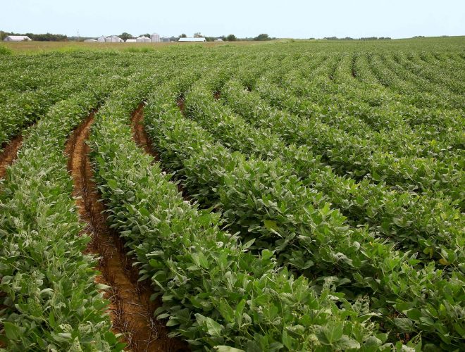 Field-soybeans-farm-Oklahoma