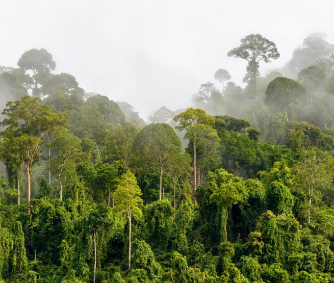 Treetops of Dense Tropical Rainforest With Morning Fog Located Near The Malaysia-Kalimantan Border