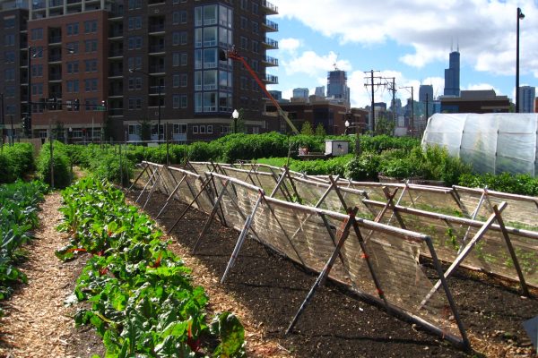 New_crops-Chicago_urban_farm