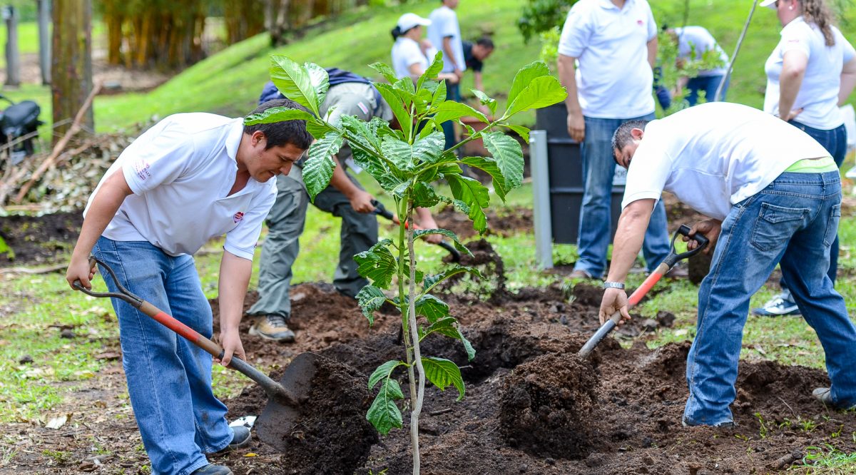 Planting-Trees-1