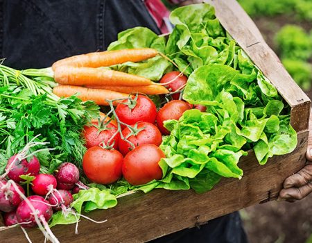 Old man's hands holding a crate full of fresh and raw vegetables-carrot, tomato, turnib, parsley, dill and lettuce. Field with lettuce plants on background.