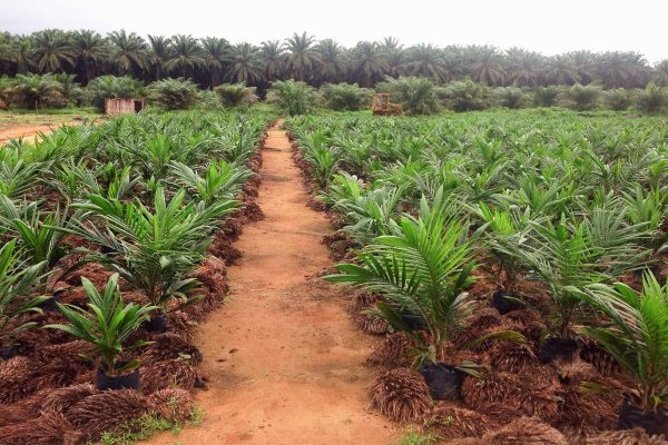 An oil palm nursery and research facility in Cameroon. Domestic demand for commodity crops has been associated with most agricultural expansion in sub-Saharan Africa in recent years, which includes oil palm, according to a new study. 

Credit: Elsa Ordway