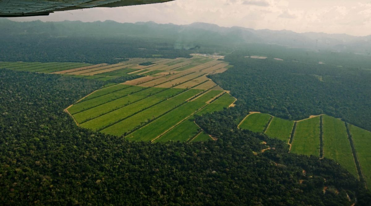 bolivia-deforestation-suugarcane-mongabay