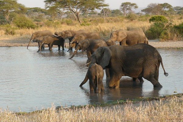 elephants-at-watering-hole-art-stein