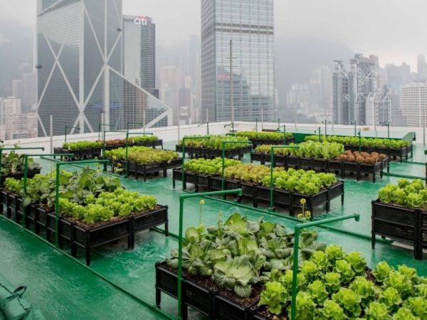 future+with+urban+farming