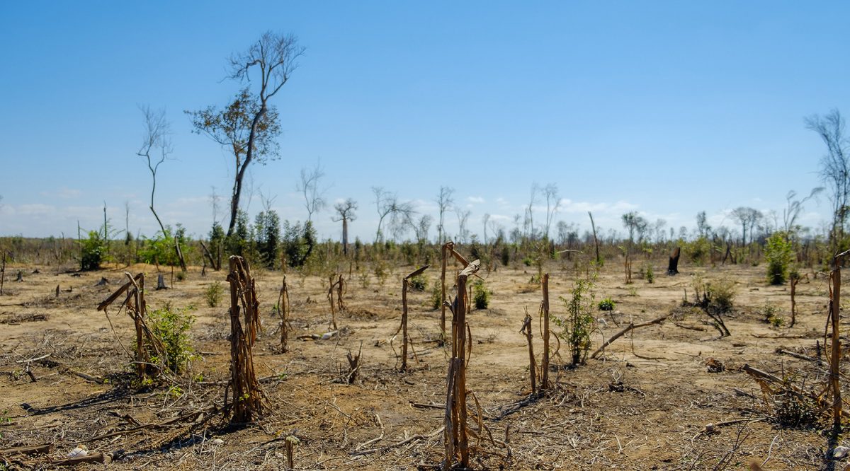 madagascar_deforestation_web