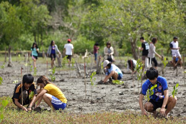 D48MP7 Young Thai people in mission for planting new trees for mangrove reforestation in Satun, South Thailand