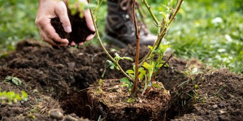 planting-trees.jpeg;w=960