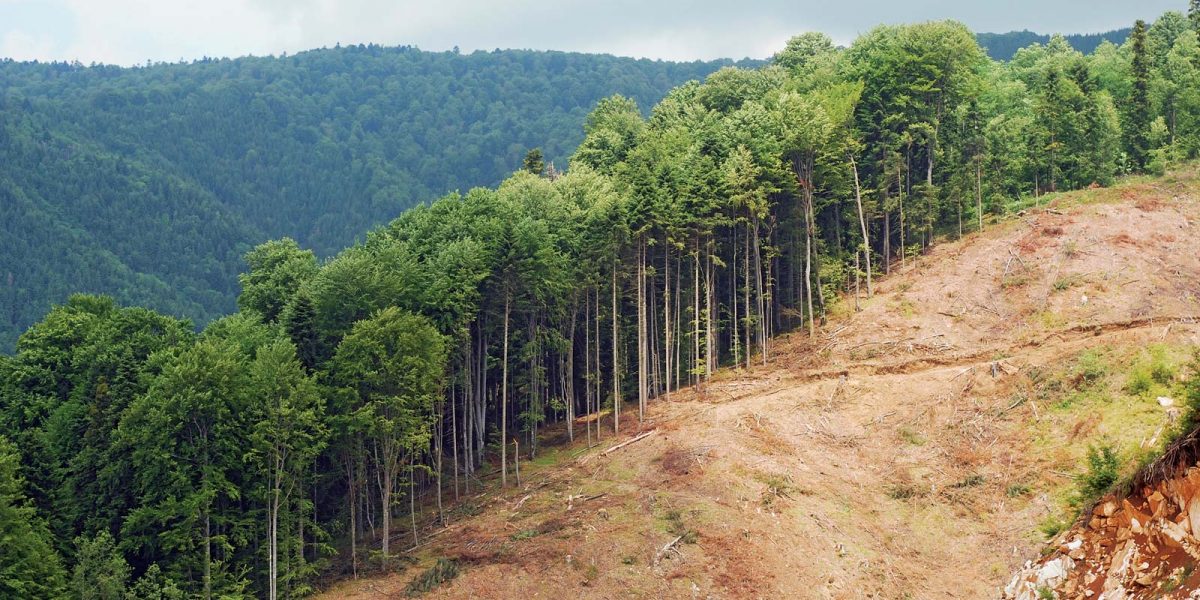 section-forest-Romania